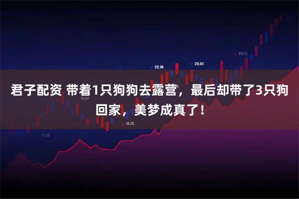 君子配资 带着1只狗狗去露营，最后却带了3只狗回家，美梦成真了！